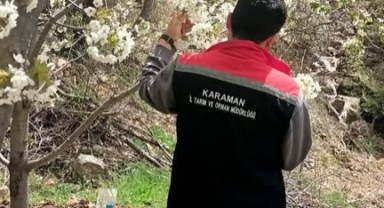 Sarıveliler'de Meyve Bahçelerinde Fenolojik Gözlem Çalışmaları Sürüyor