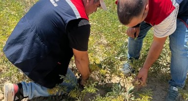 Ayrancı'da Meyve Bahçeleri ve Nohut Tarlalarında Hastalık ve Zararlı Kontrolleri Yapıldı