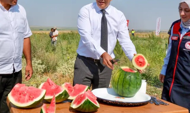 Karaman'da Ata Tohumu Ortaoba Karpuzu Hasadı Gerçekleştirildi