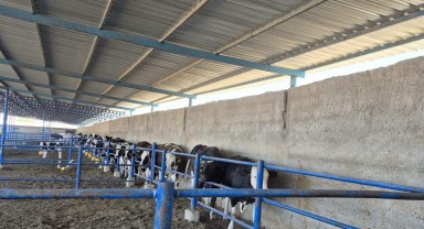 Ayrancı'da Büyükbaş Hayvanlar İçin Şap Aşılama Çalışması Başlatıldı