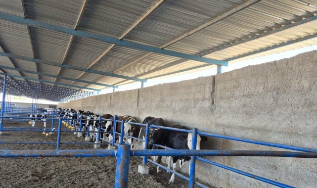 Ayrancı'da Büyükbaş Hayvanlar İçin Şap Aşılama Çalışması Başlatıldı