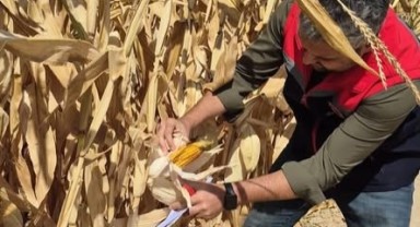 Ayrancı'da Mısır Hasadı Öncesi Son Kontroller Yapıldı