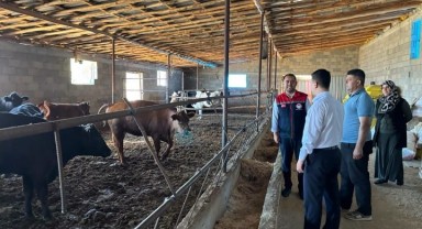 Başyayla'da Kırsalda Bereket Projesi ile Üreticilere Büyükbaş Desteği
