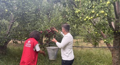 Karaman Gençlik Merkezi'nden Gönüllü Hasat Etkinliği