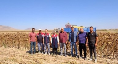 Karaman'da Yağlık Ayçiçeğinde Yüksek Verim: Dekarda 400 Kilogram Hasat Edildi