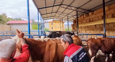 Sarıveliler'de Büyükbaş Hayvanlarda Aşılama Çalışmaları Devam Ediyor