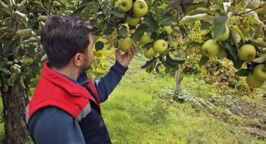 Sarıveliler'de Meyve Bahçelerinde Zararlı Kontrolleri Yapıldı